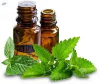 Peppermint Essential Oil