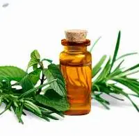 Rosemary Essential Oil