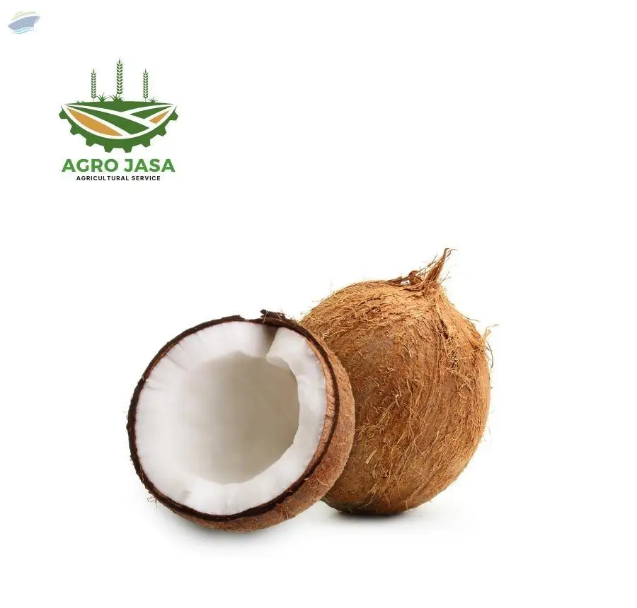 Semi Husked Coconut