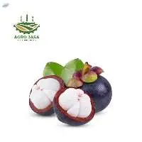 Mangosteen