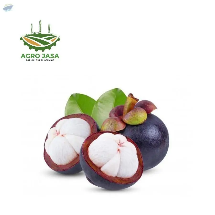 Mangosteen