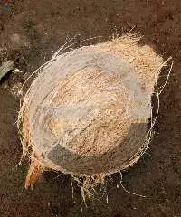 Semi Husked Coconut