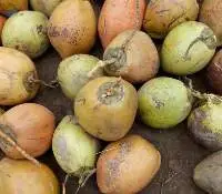 Fresh Young Coconut