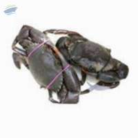 Live Mud crab (Scylla serrata)
