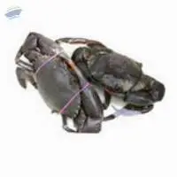 Live Mud crab (Scylla serrata)