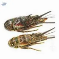 Live rock lobster