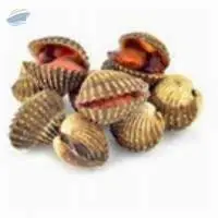 Live Blood Clams / Cockles (Tegillarca Granosa)