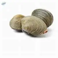 Live Sea Clams (Mercenaria)