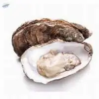 Live Oysters (Ostreidae)