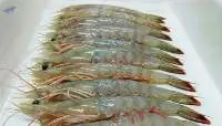 White Pacific Shrimp (Vannamei)