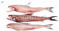 Bombay Duck