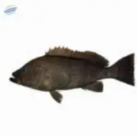 Brown Spotted Grouper