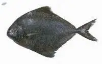 Black Pomfret