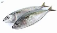 Indian Mackerel