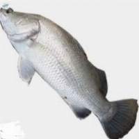 Barramundi