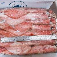 Frozen Squid