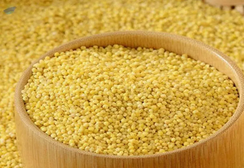 Foxtail Millet (Thinai)