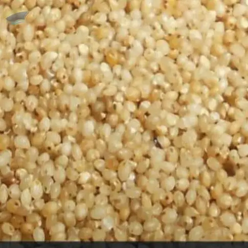 Little Millet, (Samai)