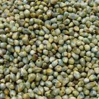 Peral Millet, (Kambu)
