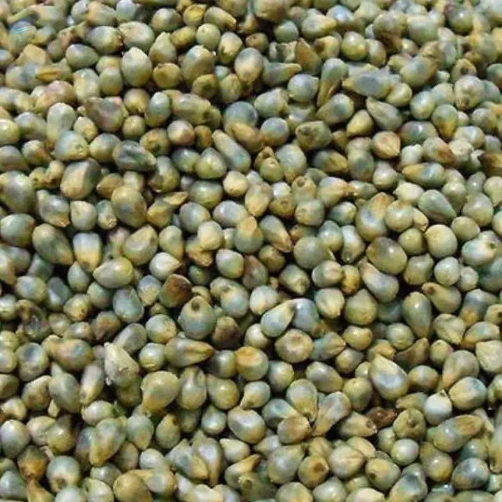 Peral Millet, (Kambu)