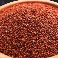 Finger Millet, (Ragi)