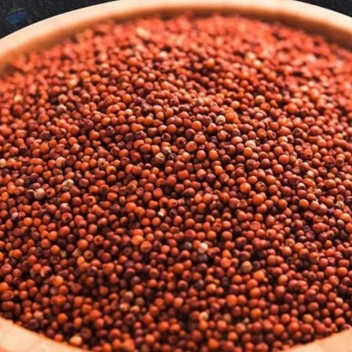 Finger Millet, (Ragi)