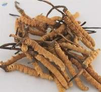 Cordyceps Sinensis