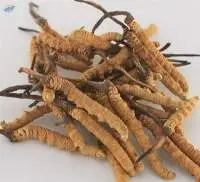 Cordyceps Sinensis