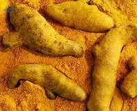 Turmeric Fingers / Turmeric powder