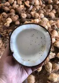 Coconut White Copra