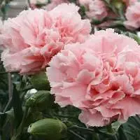 Carnations Flower