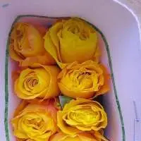 Topsun Flower