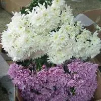 Chrysanthemums