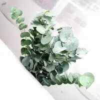 Eucalyptus