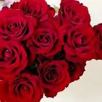 Ever Red Rose
