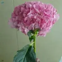 Hydrangeas Flowers