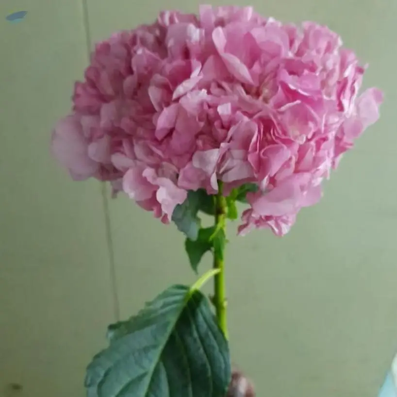 Hydrangeas Flowers