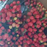 Hypericum Flowers