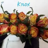 Knox Flowers
