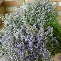 Limonium Flowers