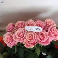 Light Pink Flowers