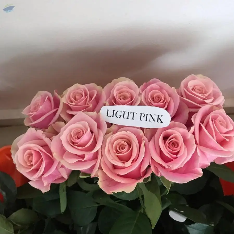 Light Pink Flowers