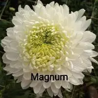 Magnum Flowers