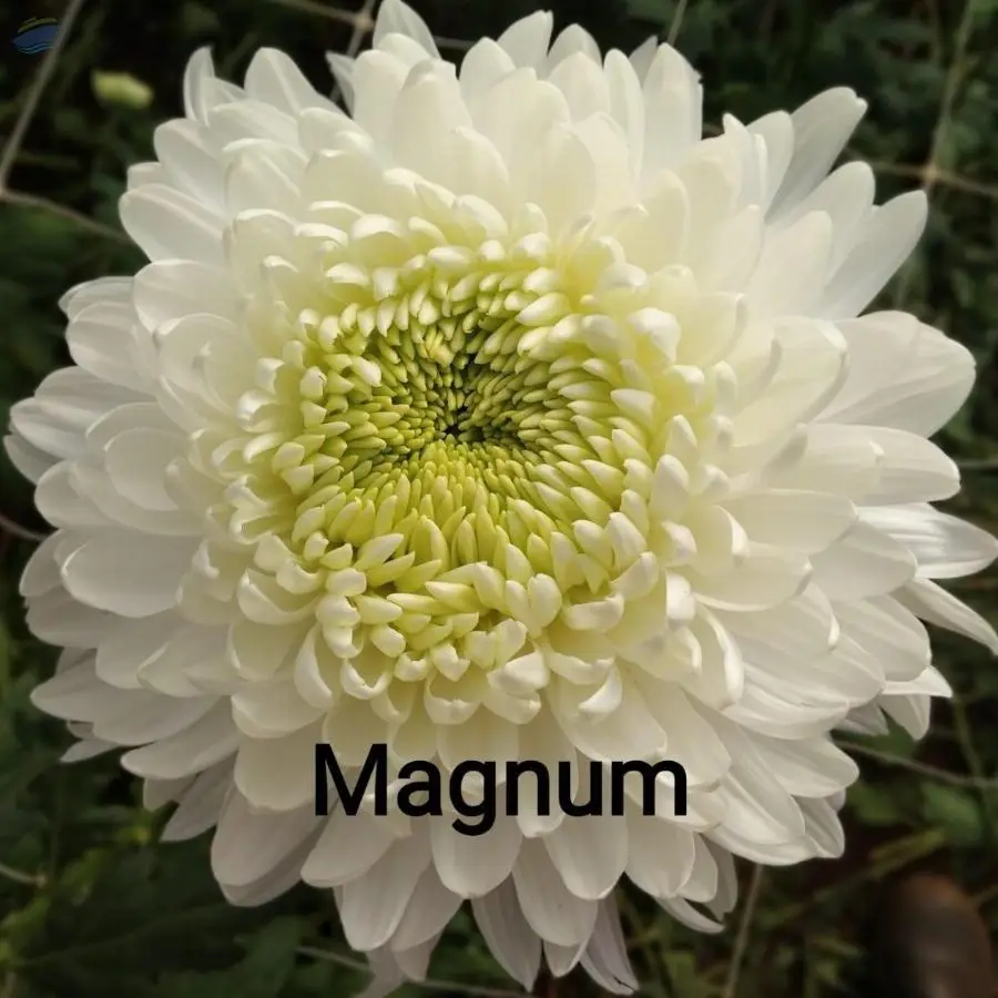 Magnum Flowers