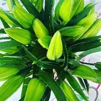 Oriental Lilies 