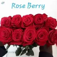 Rose Berry Flowers