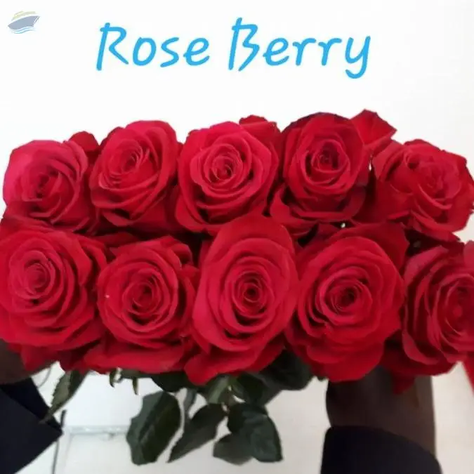 Rose Berry Flowers