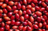 Rosehip whole fruit