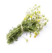 3 Th Grade - Long Stem With Leaves And Flowers