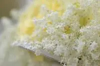 The whole flower